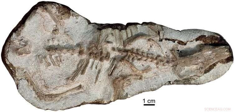 New Study Illuminates Causes of the End‑Permian Mass Extinction