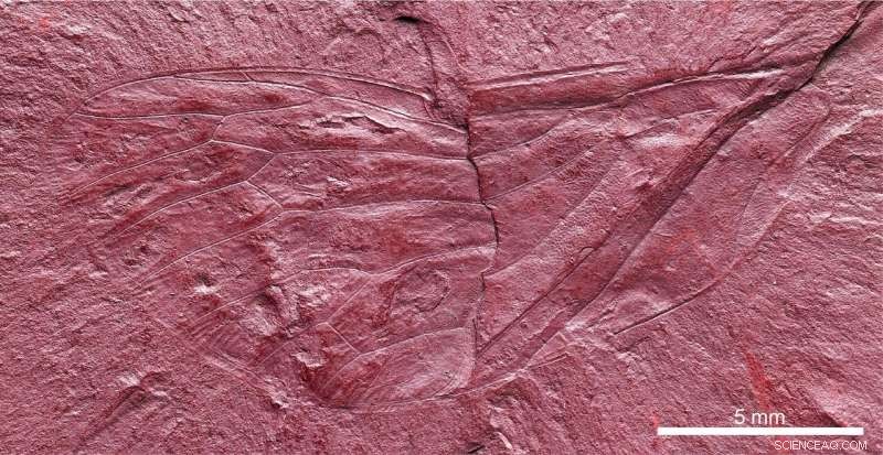 Fossilized Insect Wing Sheds Light on Labrador s Cretaceous Biodiversity