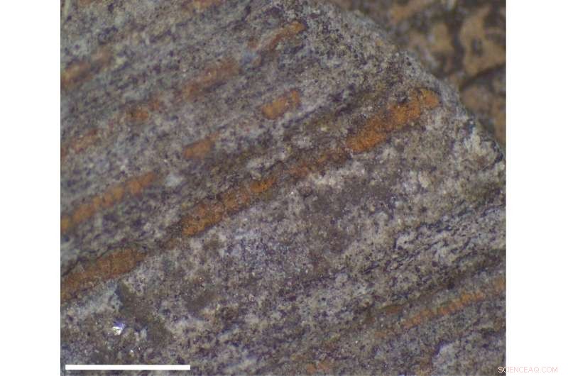 University of Portsmouth Discovers First Fossil Plant Gum in 110‑Million‑Year‑Old Leaves