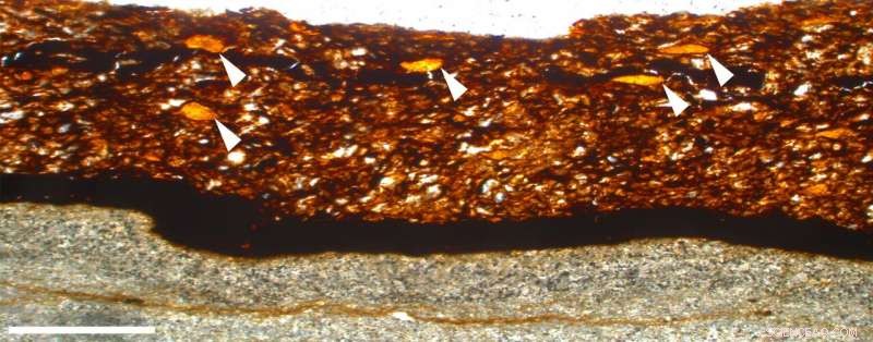 University of Portsmouth Discovers First Fossil Plant Gum in 110‑Million‑Year‑Old Leaves