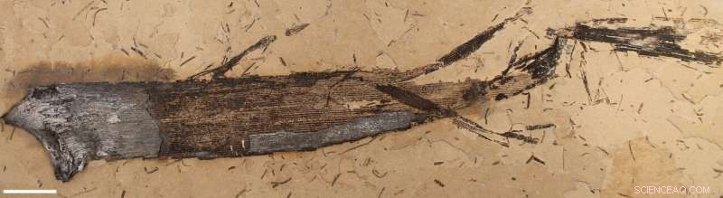 University of Portsmouth Discovers First Fossil Plant Gum in 110‑Million‑Year‑Old Leaves