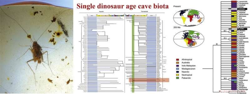 Myanmar Cave Reveals Two Ancient Cockroach Species
