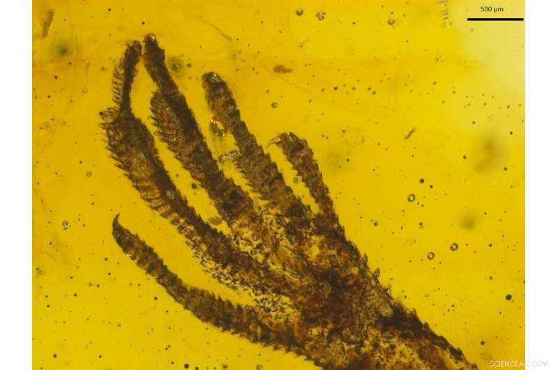 Exceptional Anolis Lizard Fossil Encased in 15–20 Million-Year-Old Amber