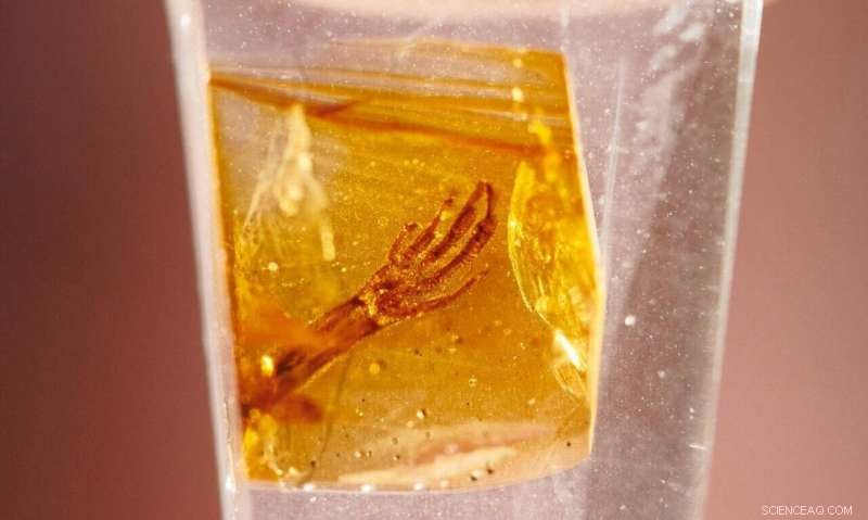 Exceptional Anolis Lizard Fossil Encased in 15–20 Million-Year-Old Amber