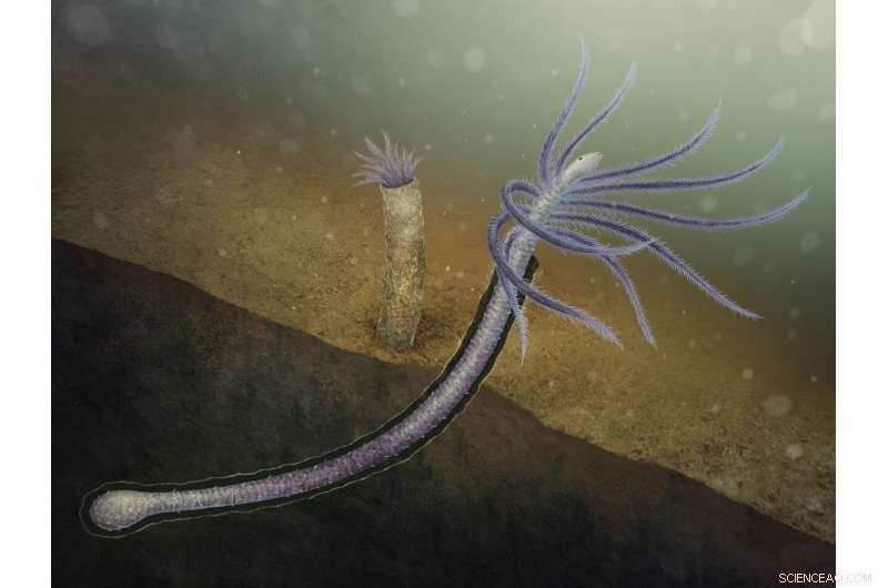 Ancient Worm Facivermis Shed Lower Limbs to Thrive in Tube-Dwelling Habitats