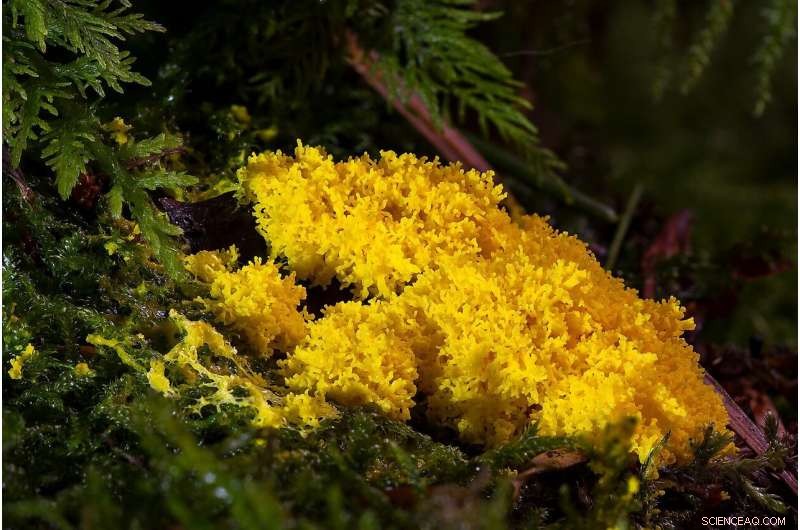 Algorithm Inspired by Slime Mold Foraging: A New Efficient Search Technique