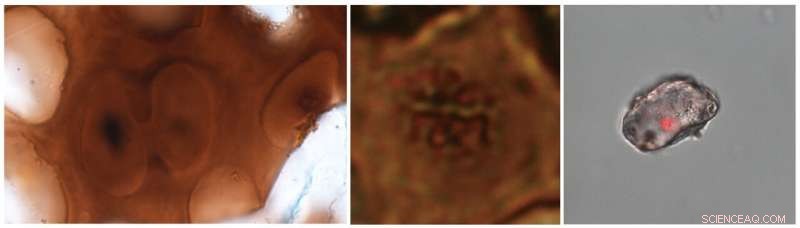 75-Million-Year-Old Duck-Billed Dinosaur Baby Yields Preserved DNA, Chromosomes, and Cartilage Cells