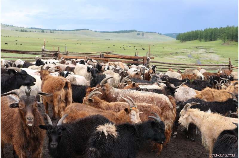 5,000-Year-Old Milk Protein Reveals Dairy s Crucial Role in Eastern Eurasia