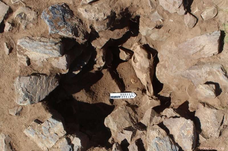 5,000-Year-Old Milk Protein Reveals Dairy s Crucial Role in Eastern Eurasia