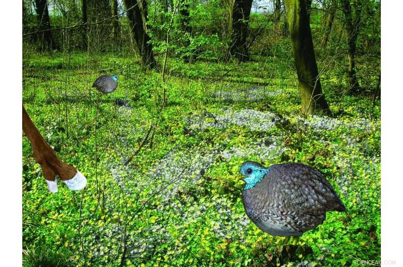 New 44‑Million‑Year‑Old Bird Fossil Connects Africa, Asia, and Utah