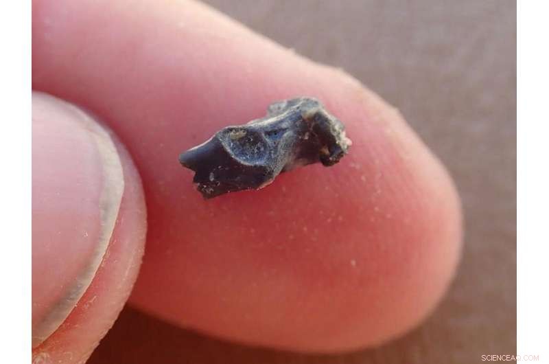 New 44‑Million‑Year‑Old Bird Fossil Connects Africa, Asia, and Utah