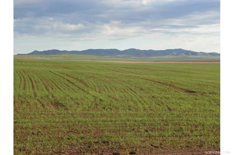 Millet: The Unsung Backbone of Mongolia s Ancient Empires