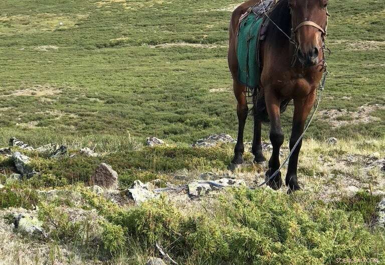 Millet: The Unsung Backbone of Mongolia s Ancient Empires