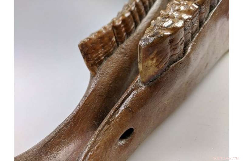 New Technology Aids Archaeologists in Pinpointing When and Where Horses Were First Domesticated