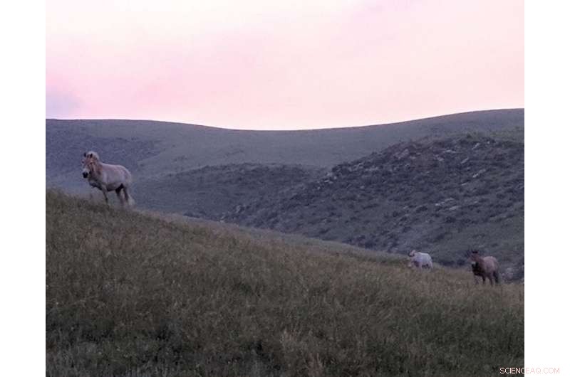 New Technology Aids Archaeologists in Pinpointing When and Where Horses Were First Domesticated