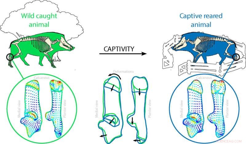 Wild Boars Reveal Key Clues About Early Domestication