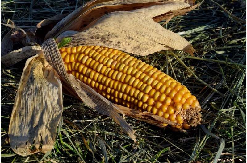 Agriculture s Rise Fueled Cooperation and Violence, New Study Reveals