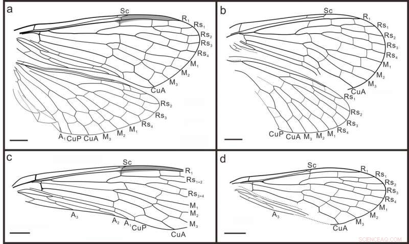Amber Fossils Reveal the Evolutionary Origin of Scorpionfly Long Mouthparts