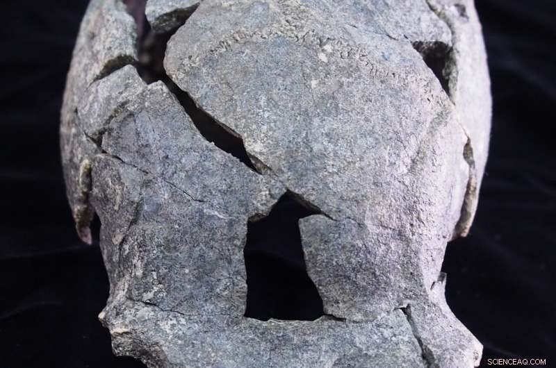 New Discovery: Smallest Known Homo erectus Cranium and Diverse Stone Tools Unearthed at Gona, Ethiopia