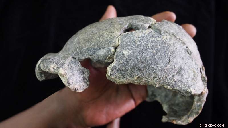 New Discovery: Smallest Known Homo erectus Cranium and Diverse Stone Tools Unearthed at Gona, Ethiopia