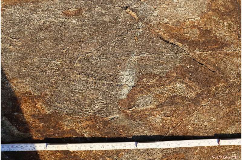 Scientists Discover 500-Million-Year-Old Social Network in Ancient Sea Creatures