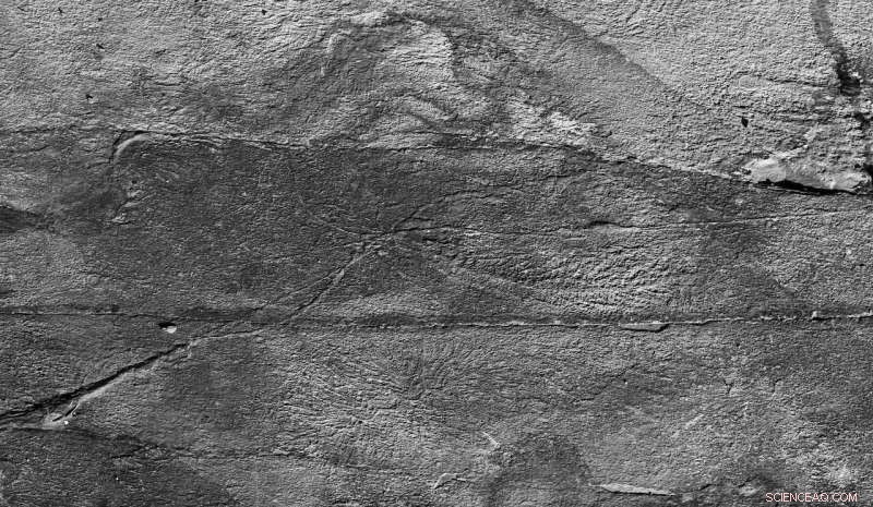Scientists Discover 500-Million-Year-Old Social Network in Ancient Sea Creatures