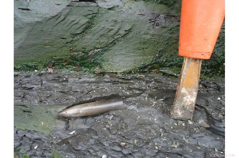 New Study Reveals Climate-Driven Morphological Adaptations in Ancient Belemnites