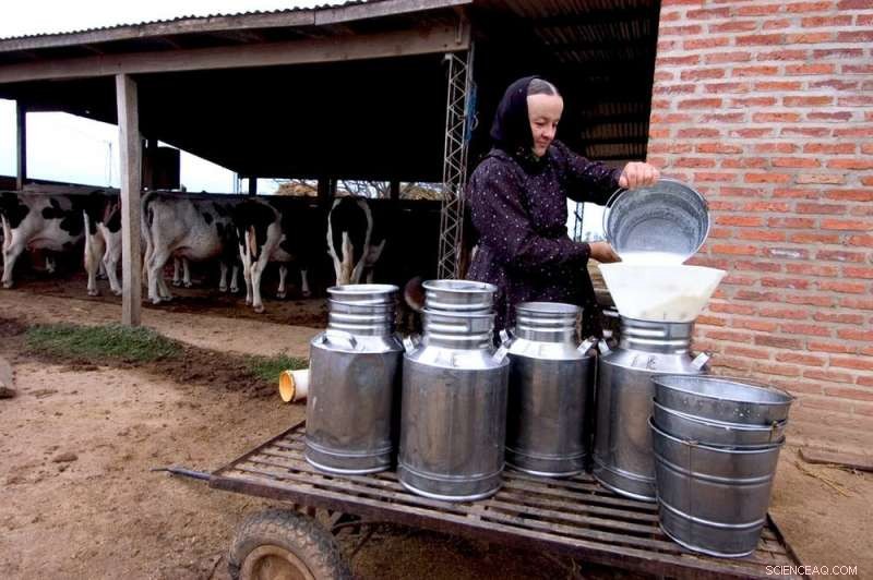 Mennonites Turn Paraguay into a Beef Powerhouse—But Indigenous Communities Pay the Price