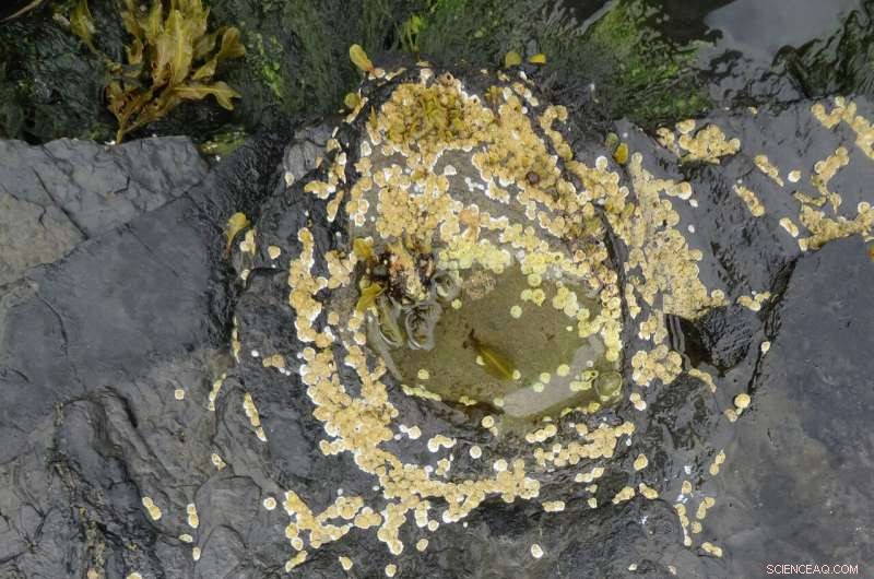 Scotland’s Isle of Skye: A Thriving Middle Jurassic Dinosaur Ecosystem Unearthed