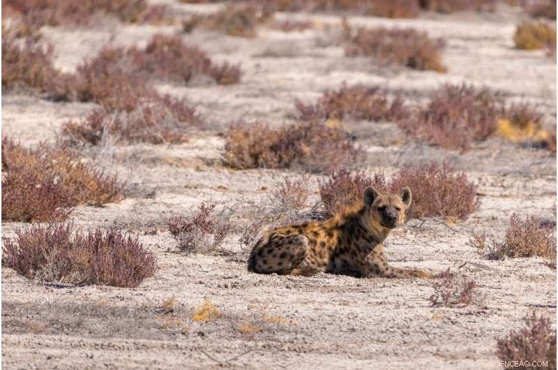 New Study Links Hyena and Human Migration Patterns, Reveals 100,000-Year Impact on Hyena Populations