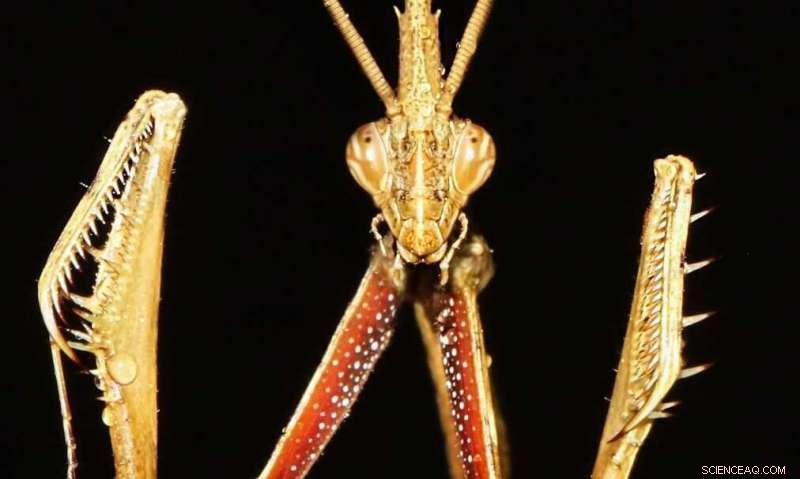 Iran Uncovers Ancient Mantis-Man Petroglyph at Teymareh Rock Site