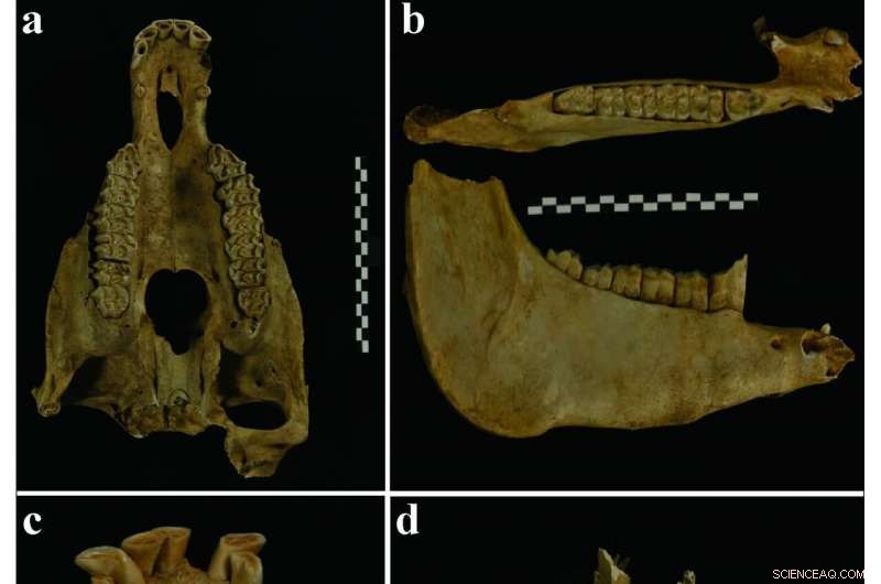 Archaeologists Discover Tang Dynasty Noblewoman Buried With Donkeys, Revealing Ancient Polo Tradition