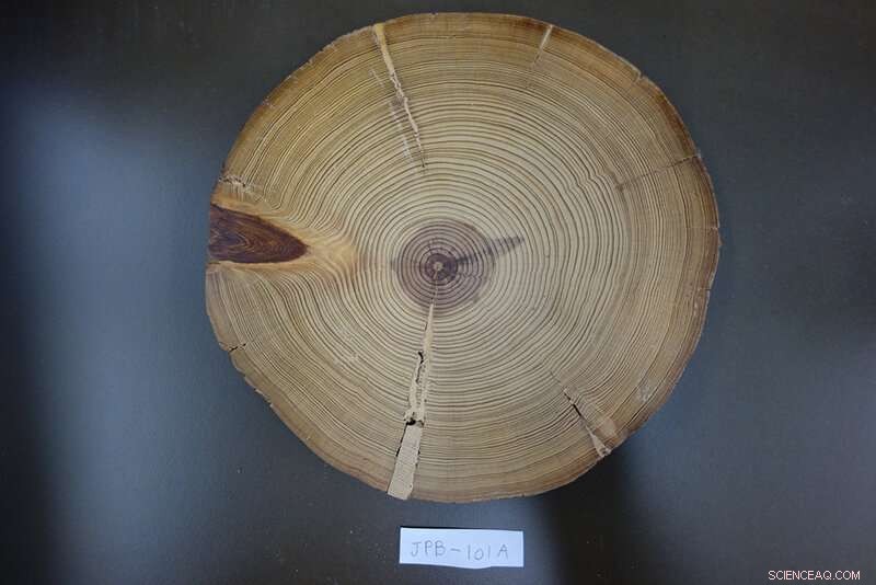 Unveiling the Legacy of America’s Legendary  Tree of Life  – New Research Illuminates Its True Origins