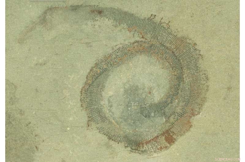 50-Year-Old Marine Worm Reclassified as New Genus After Decades of Mystery