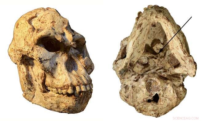 New Insights from Little Foot: How a 3‑Million‑Year‑Old Hominin Lived