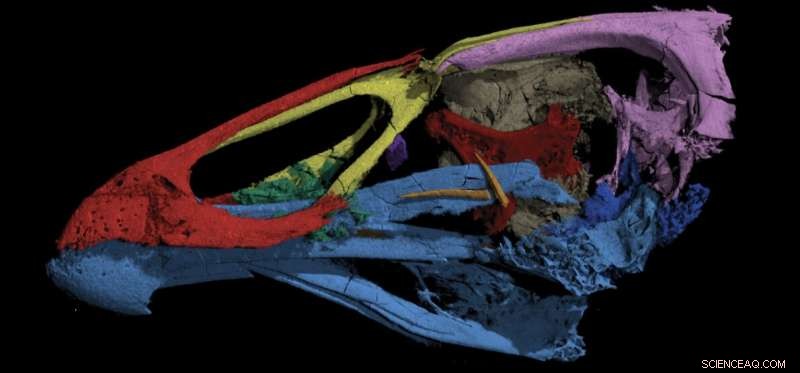 New Wonderchicken Fossil Illuminates Modern Bird Origins