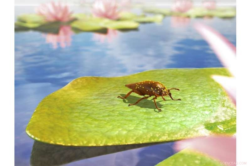 New Cretaceous Beetles Reveal Dietary Shift in Kateretidae