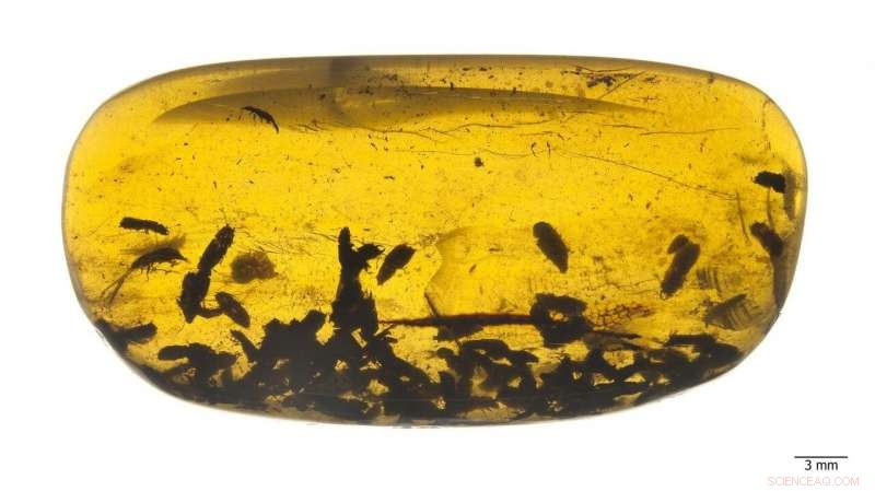 New Cretaceous Beetles Reveal Dietary Shift in Kateretidae