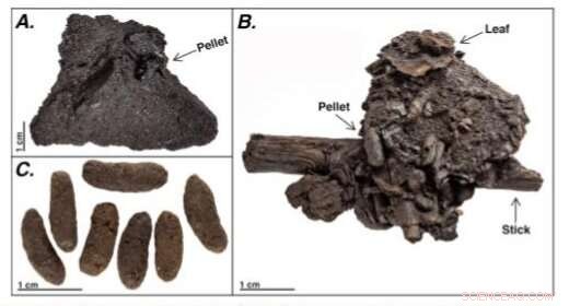 Exceptional Preservation of Fossil Coprolites at the La Brea Tar Pits Reveals New Paleoecological Insights