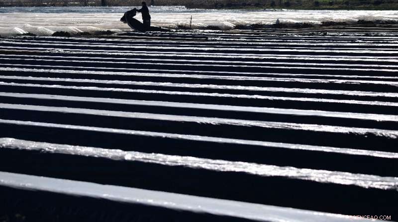 European Farmers Warn of Labor Shortage as COVID Restrictions Threaten Asparagus Harvest