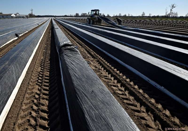 European Farmers Warn of Labor Shortage as COVID Restrictions Threaten Asparagus Harvest