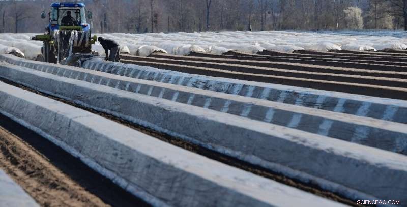 European Farmers Warn of Labor Shortage as COVID Restrictions Threaten Asparagus Harvest