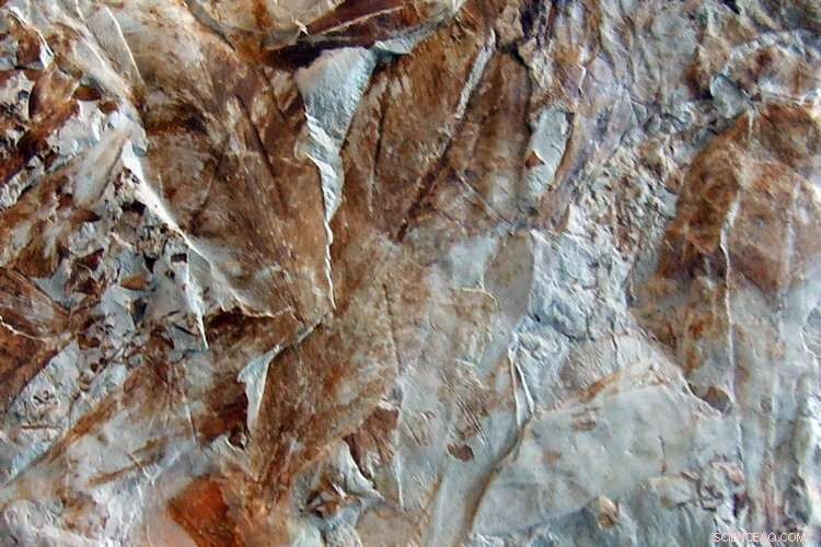 Land Die-Offs Preceded Ocean Turnover in Earth s Largest Mass Extinction