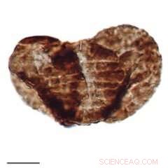 Land Die-Offs Preceded Ocean Turnover in Earth s Largest Mass Extinction