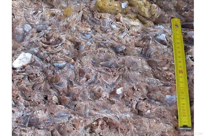 New Study Shows Neanderthals as Early Masters of Marine Resource Use