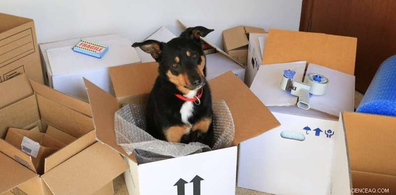 Why Australian Home Moves Have Declined: Insights and Implications