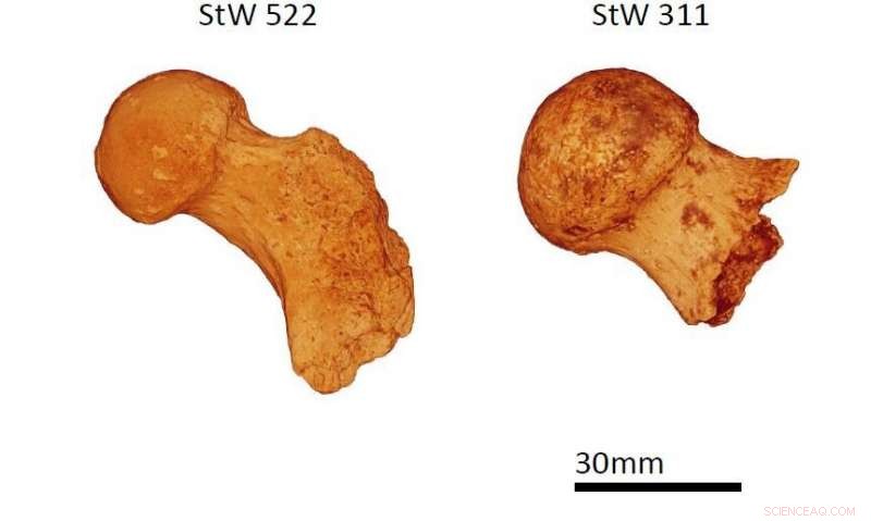 New Study Reveals Tree-Climbing Habits of Human Ancestors Two Million Years Ago