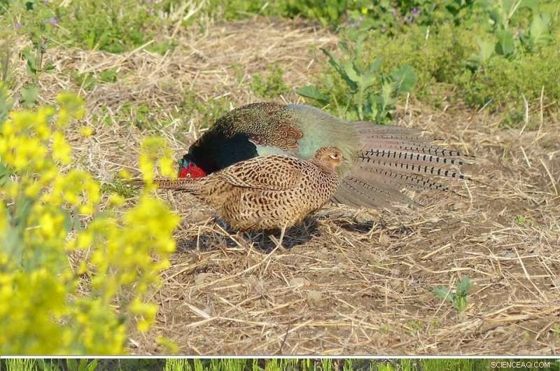 Modern Science Illuminates Ancient Japanese Literary Secrets