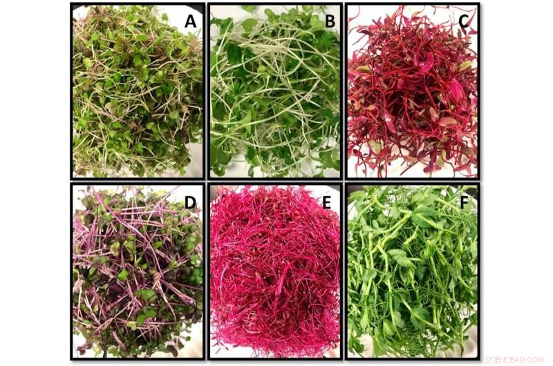 Microgreens Gain Momentum: Study Confirms Their Place on Modern Dining Tables