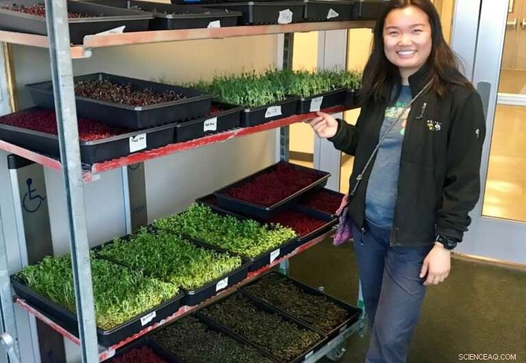 Microgreens Gain Momentum: Study Confirms Their Place on Modern Dining Tables